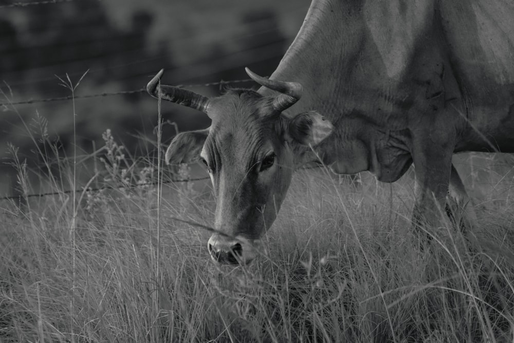 a black and white photo of a cow in a field