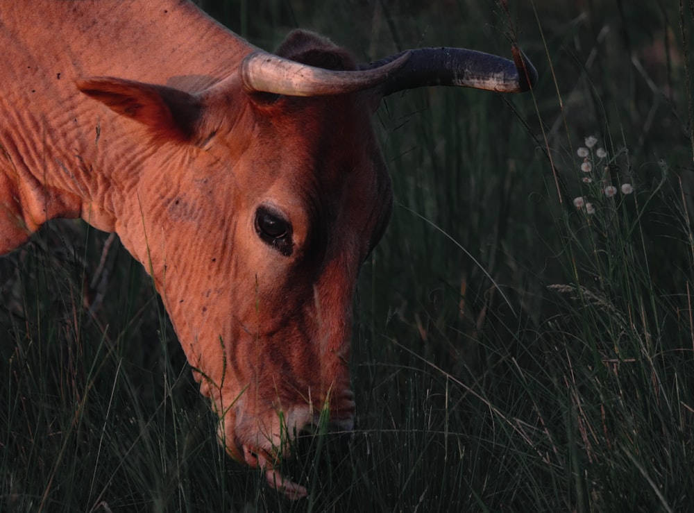 a close up of a cow grazing in a field