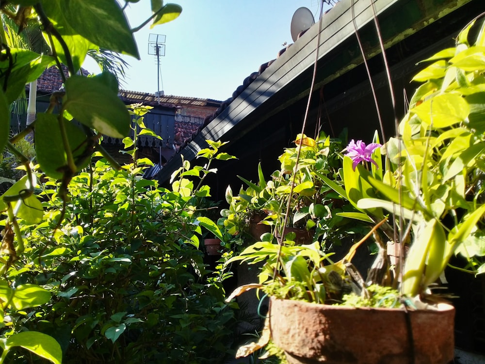 a potted plant with a purple flower in it