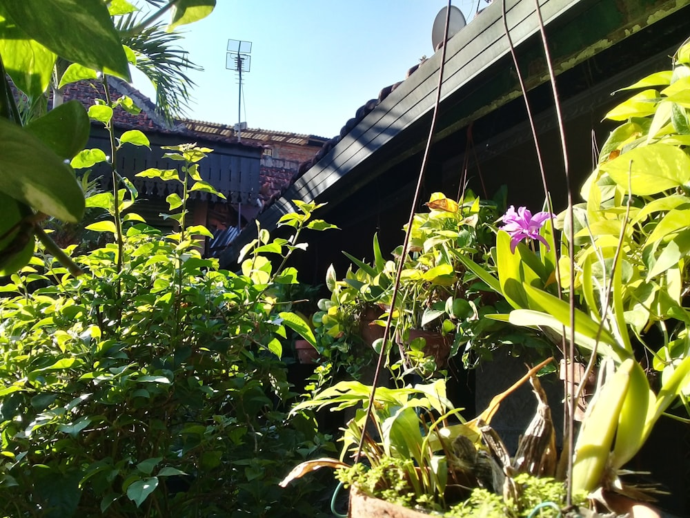 a group of plants that are next to a building