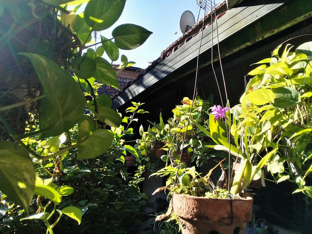 a potted plant in the middle of a garden