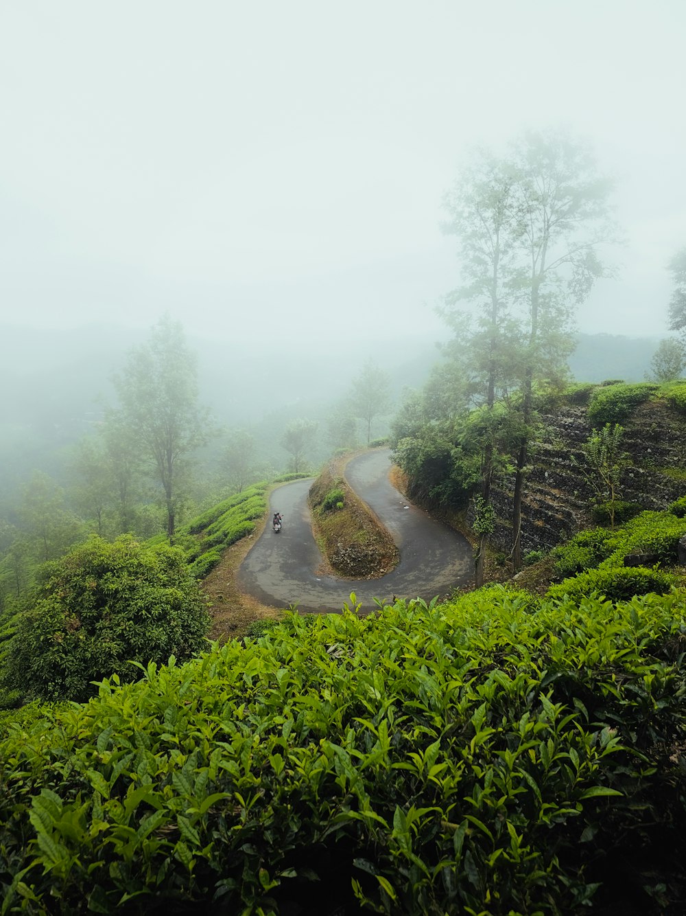 a car driving down a road surrounded by lush green bushes