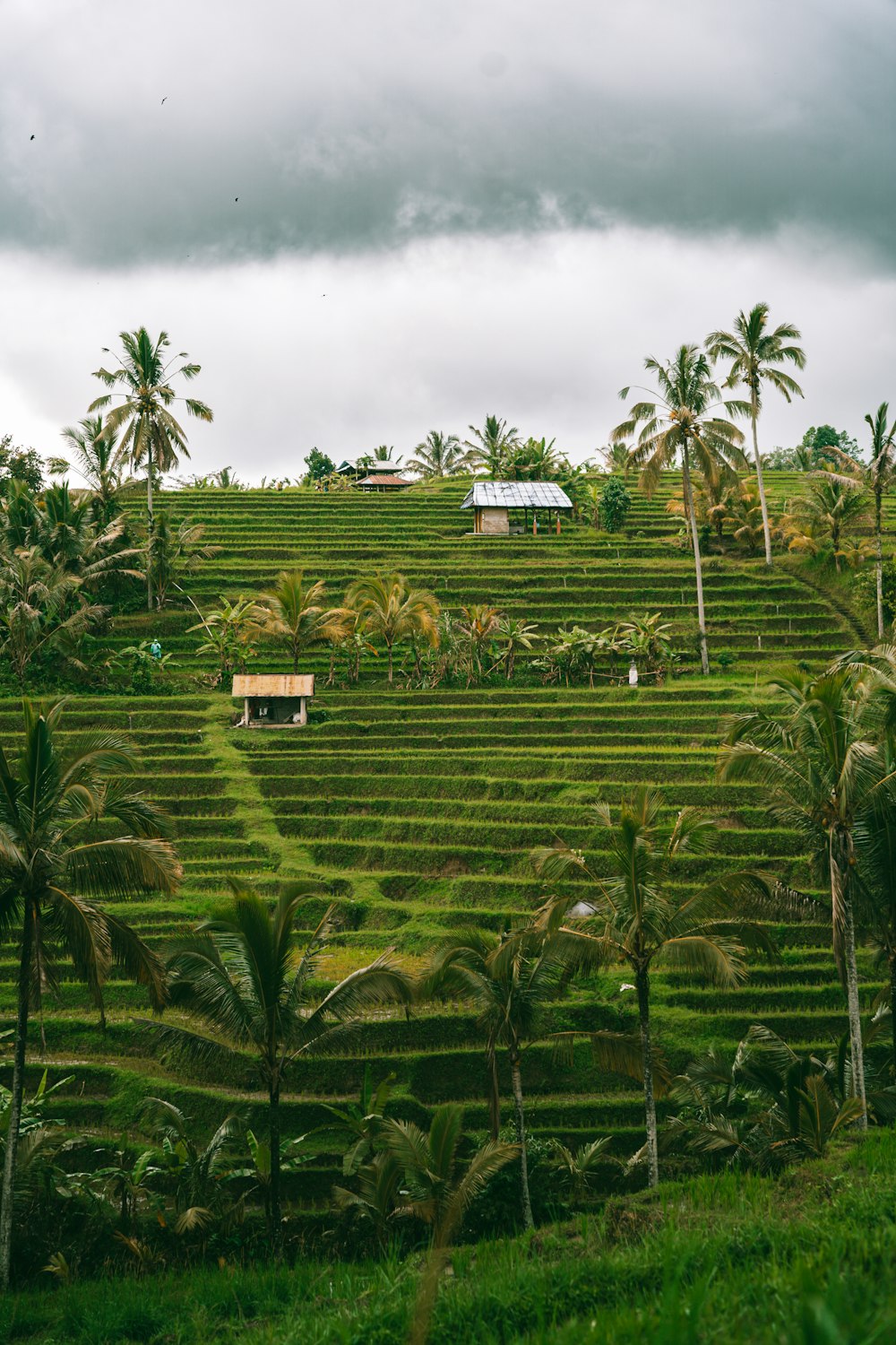 a lush green hillside covered in palm trees