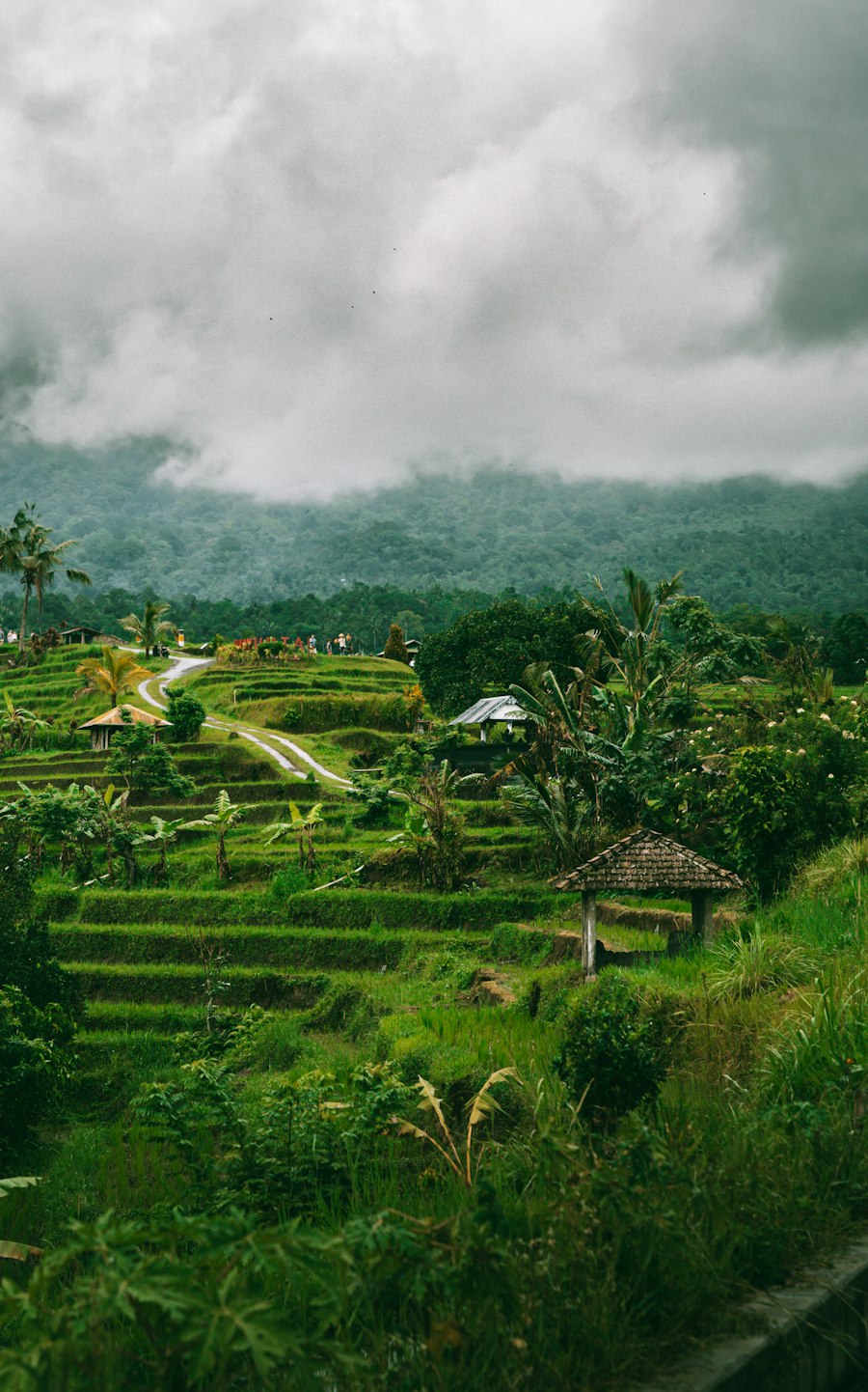Misty tropical hills