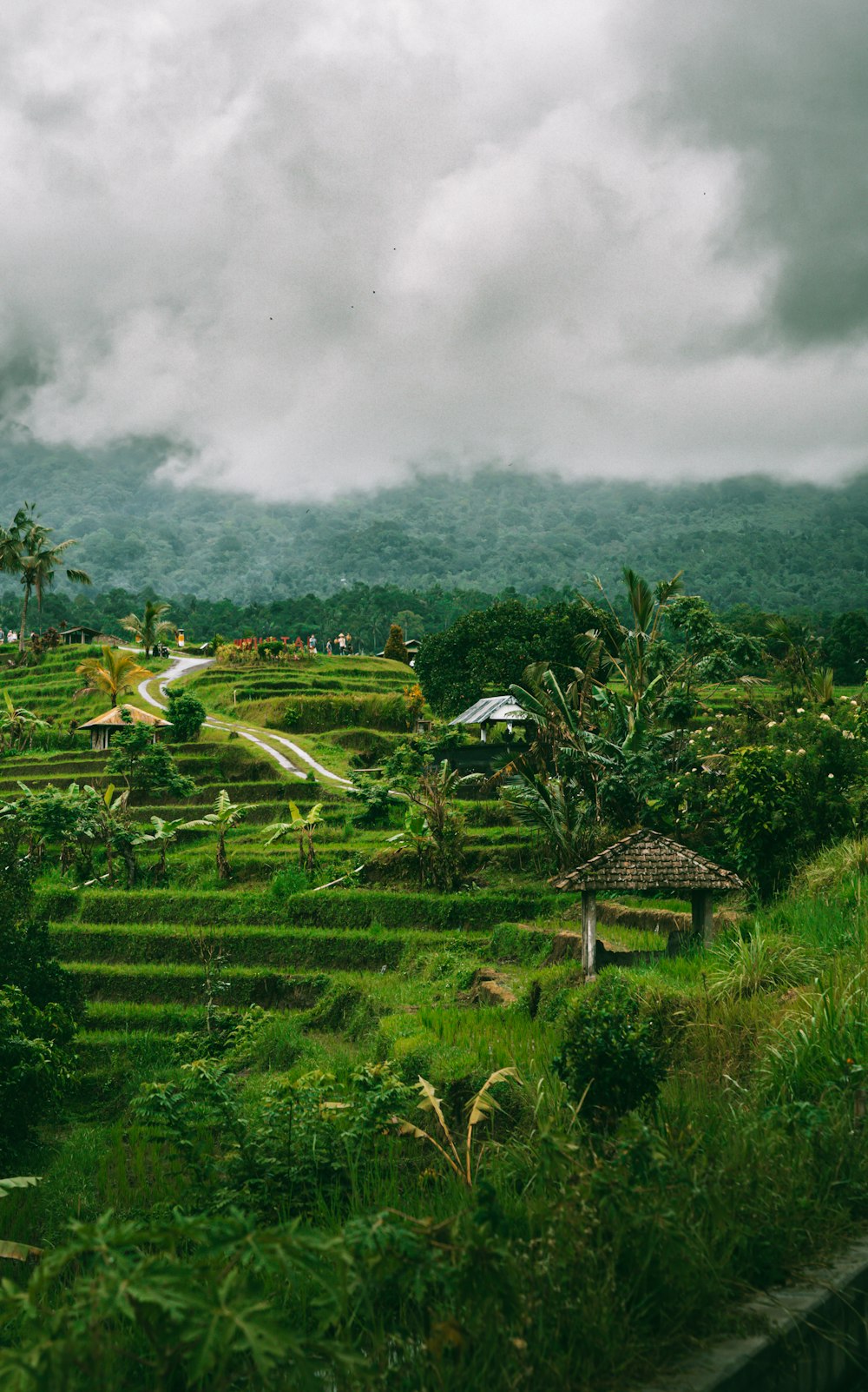 a lush green hillside covered in lots of trees