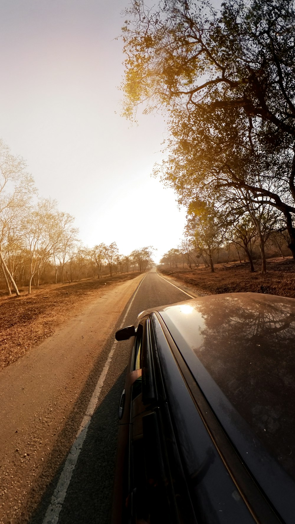 a car driving down a road next to a forest