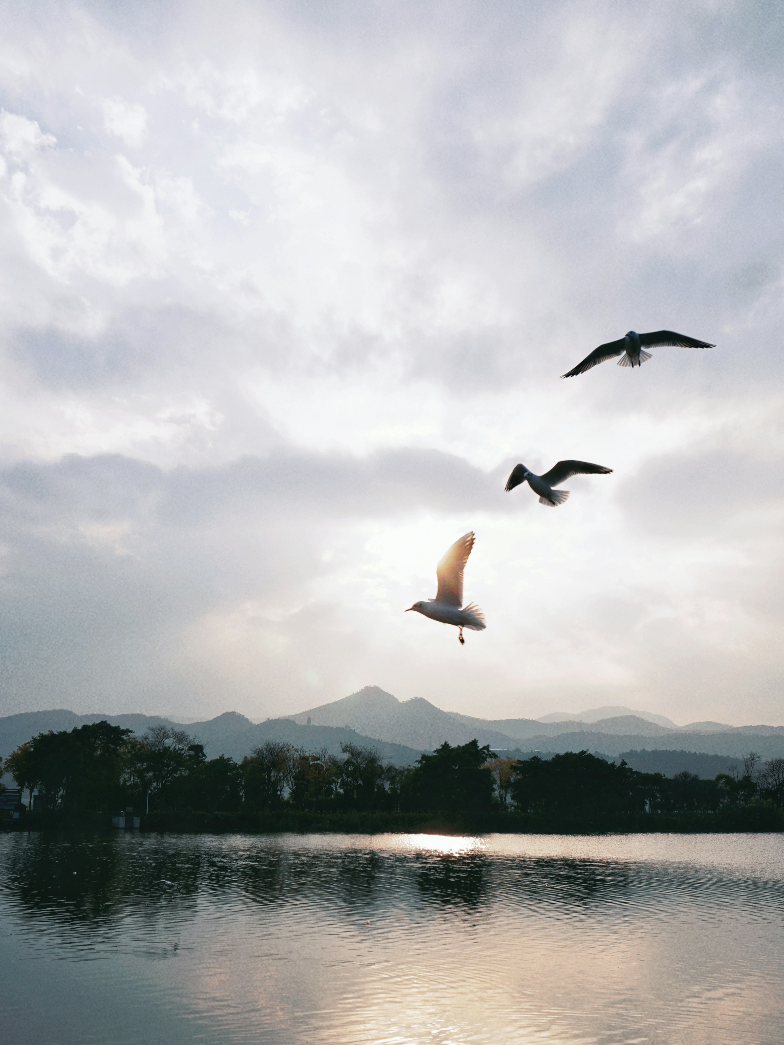 a couple of birds flying over a body of water