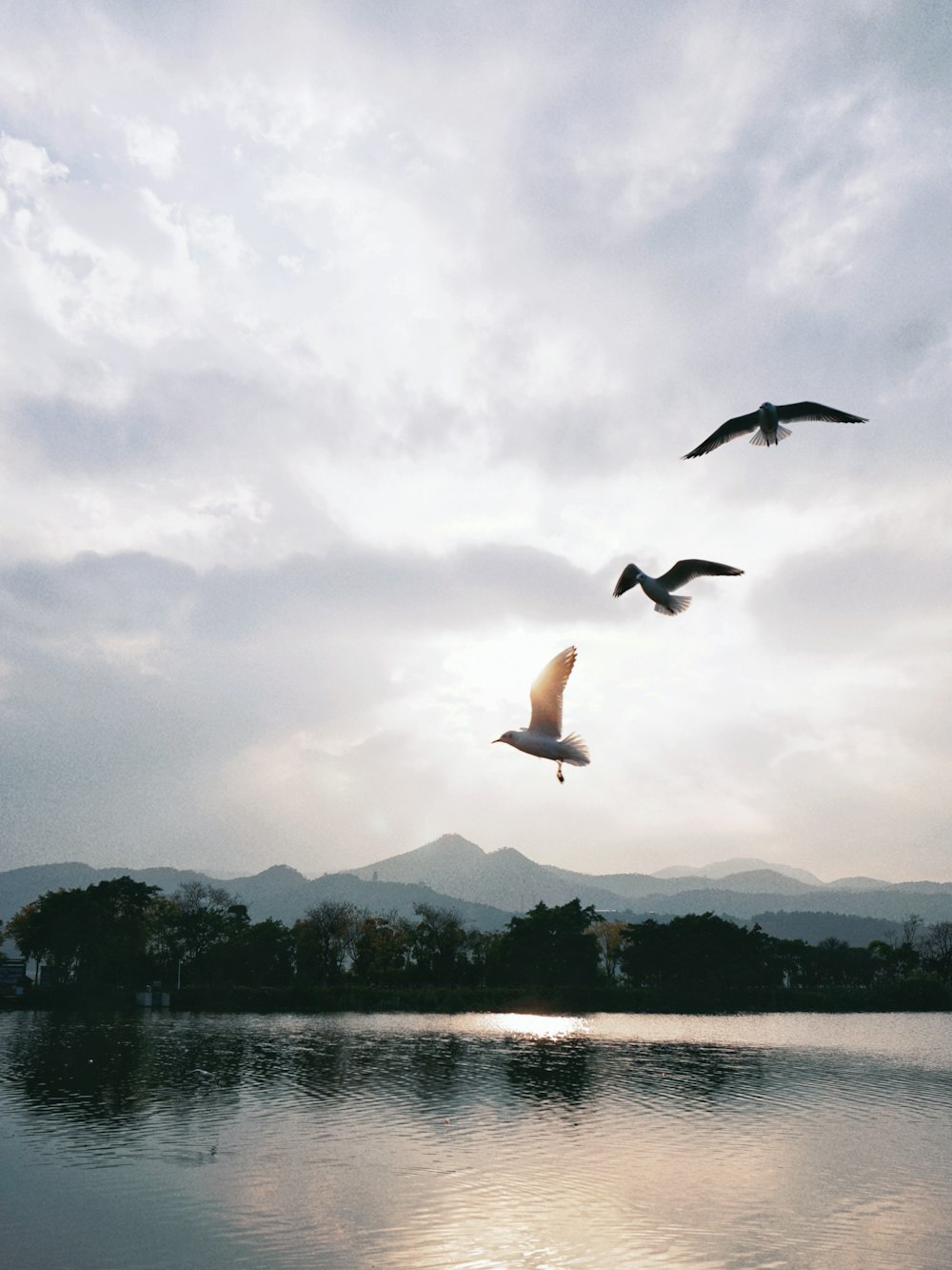 a couple of birds flying over a body of water