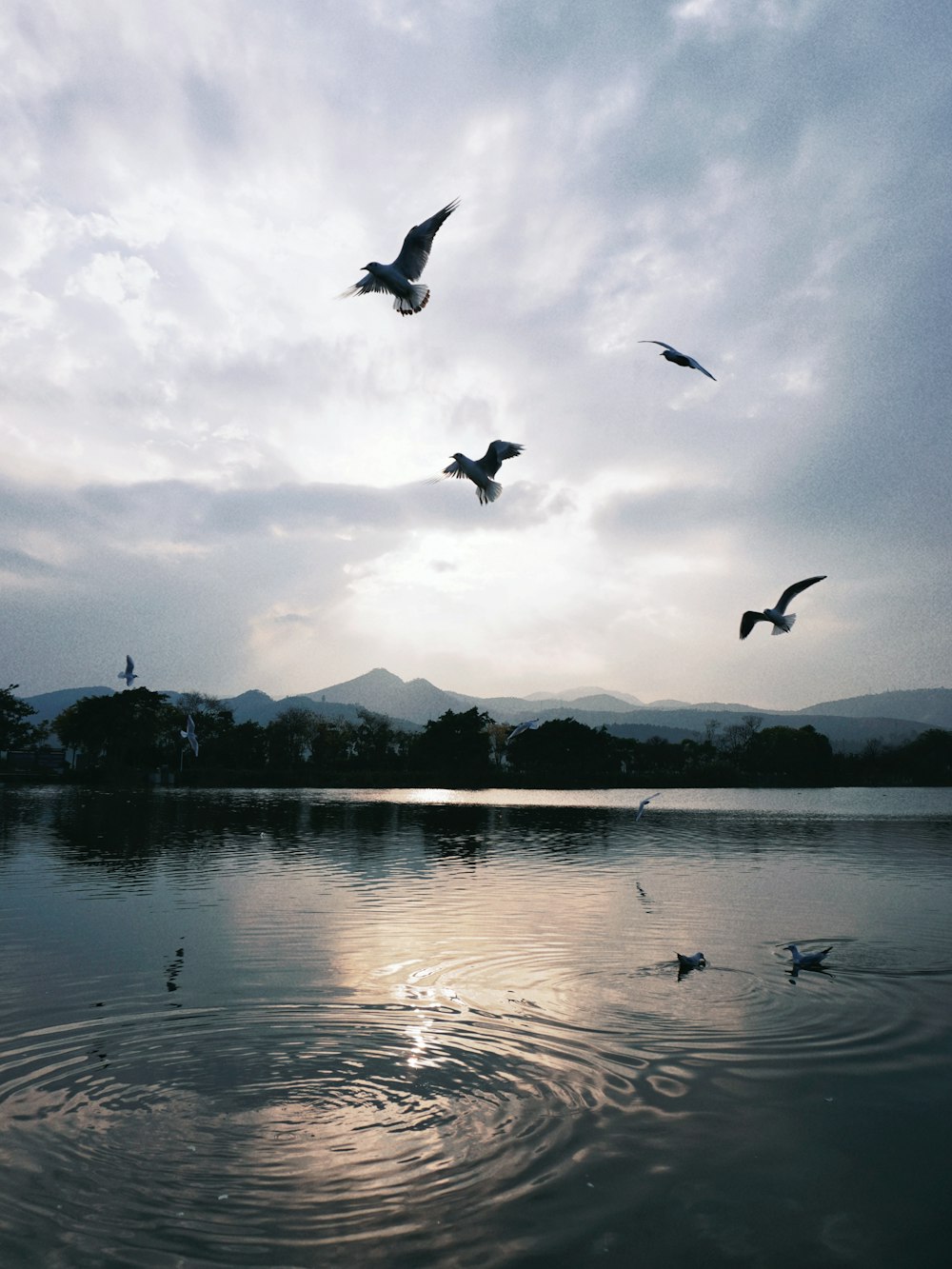 a flock of birds flying over a body of water