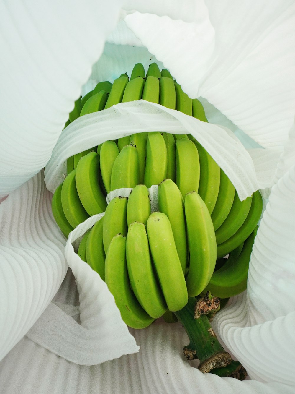 a bunch of green bananas sitting on top of a white flower