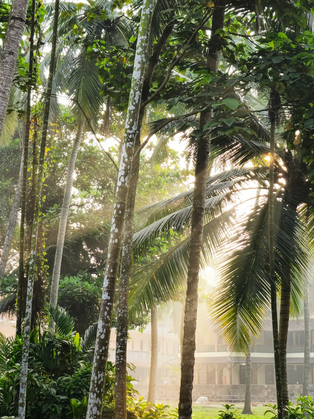 a lush green forest filled with lots of trees