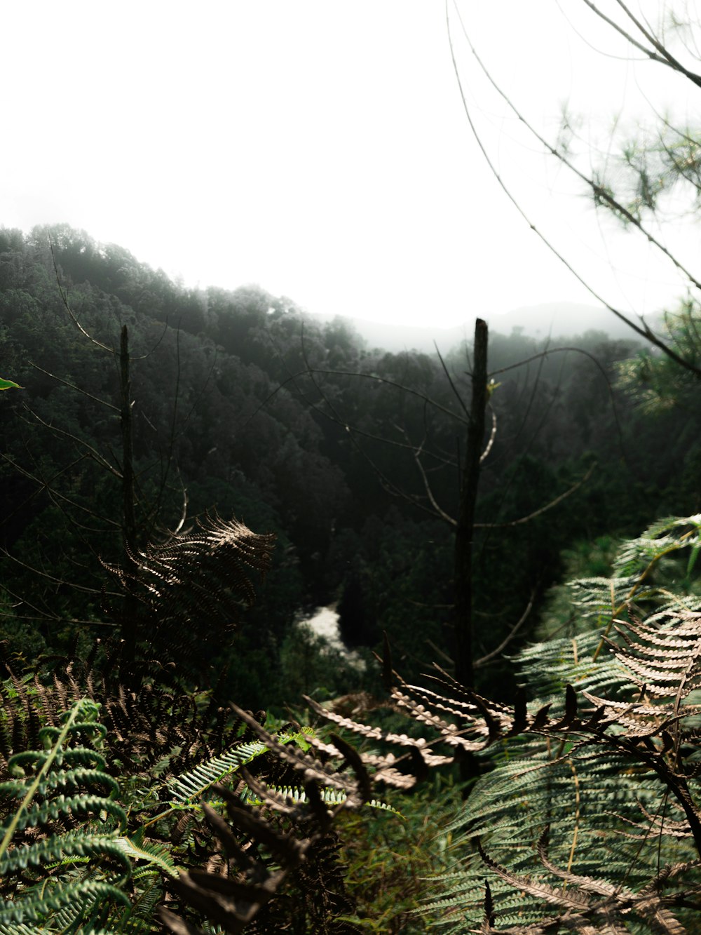 a forest filled with lots of green plants