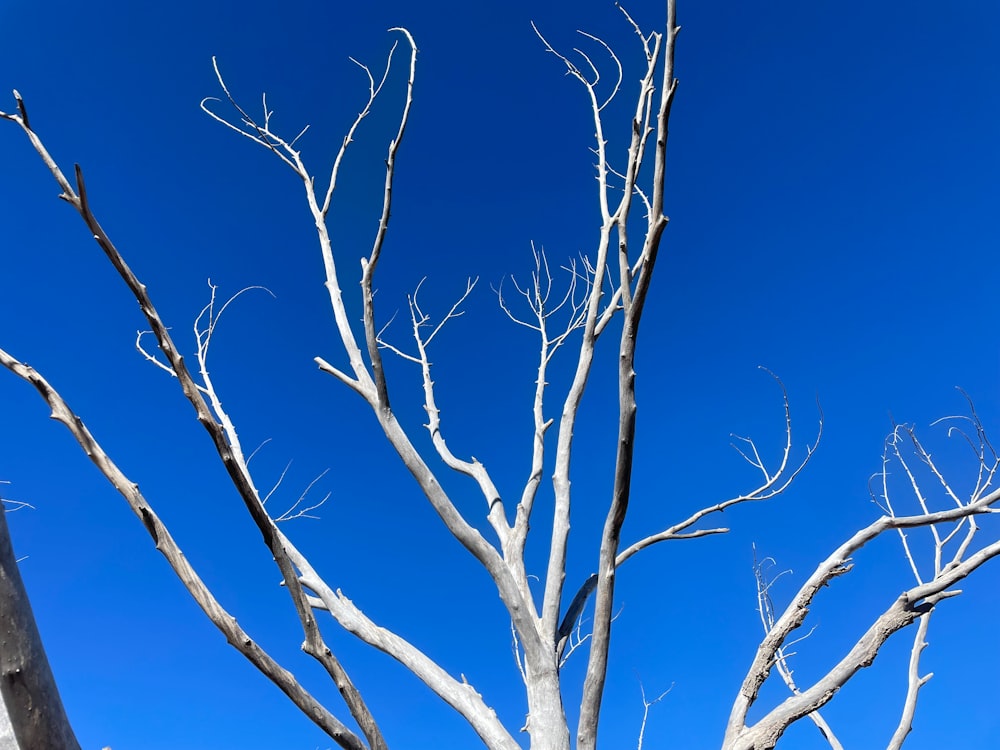 a white tree with no leaves against a blue sky