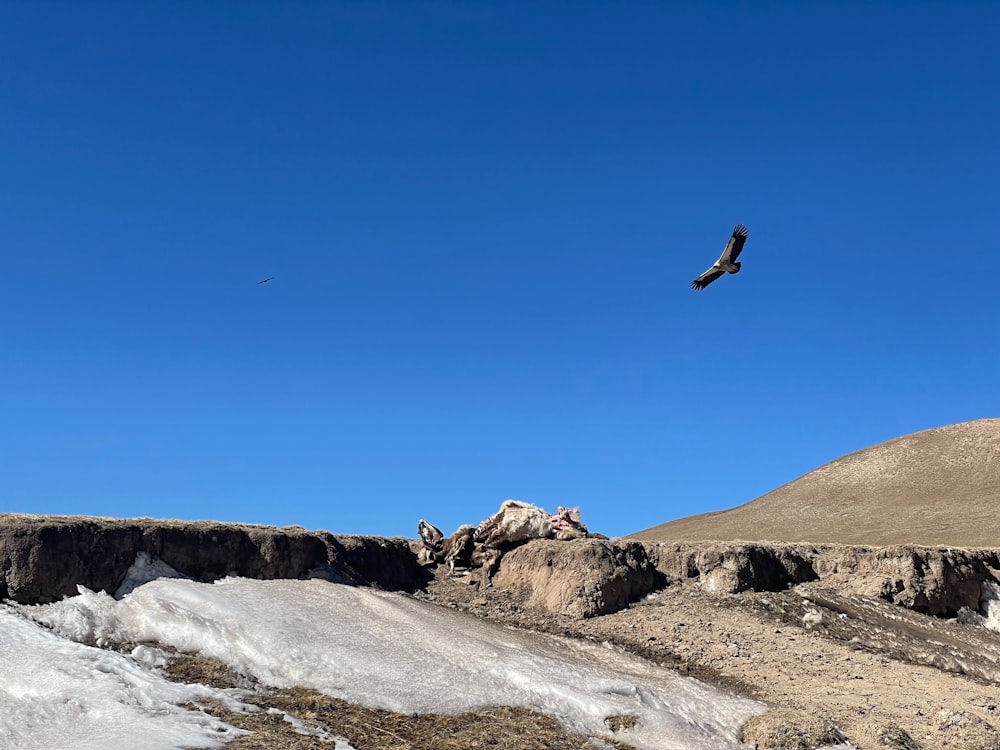 a bird flying over a snow covered mountain