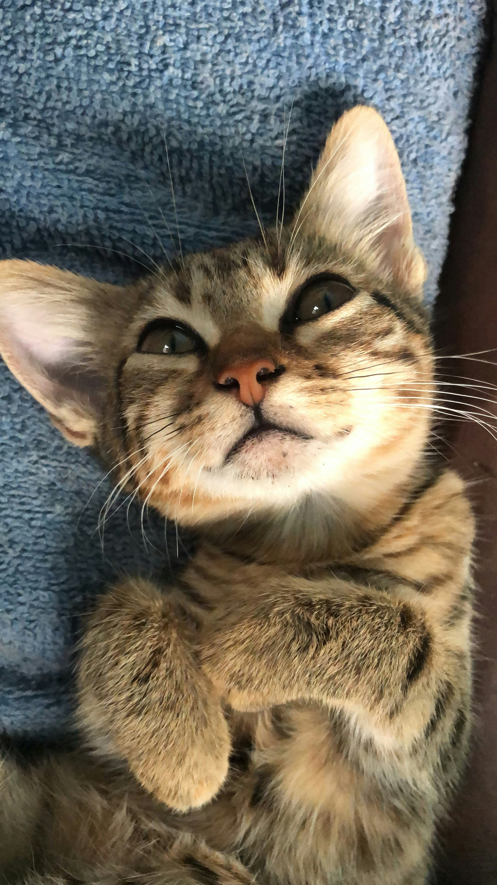 Handling Mischievous Behavior (image credits: unsplash)