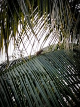 a bird is perched on top of a palm tree