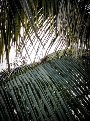 a bird is perched on top of a palm tree