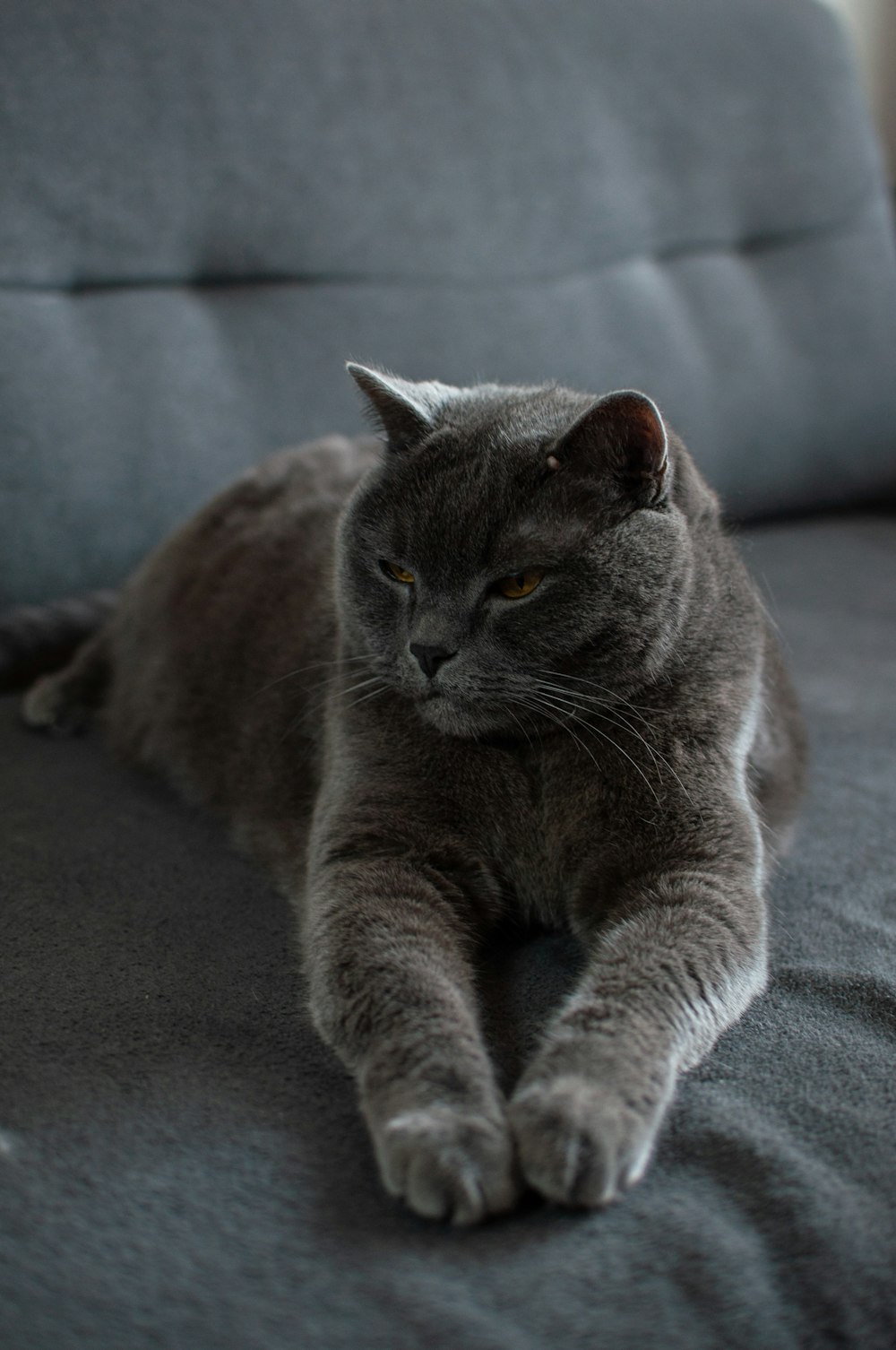 a gray cat laying on top of a gray couch