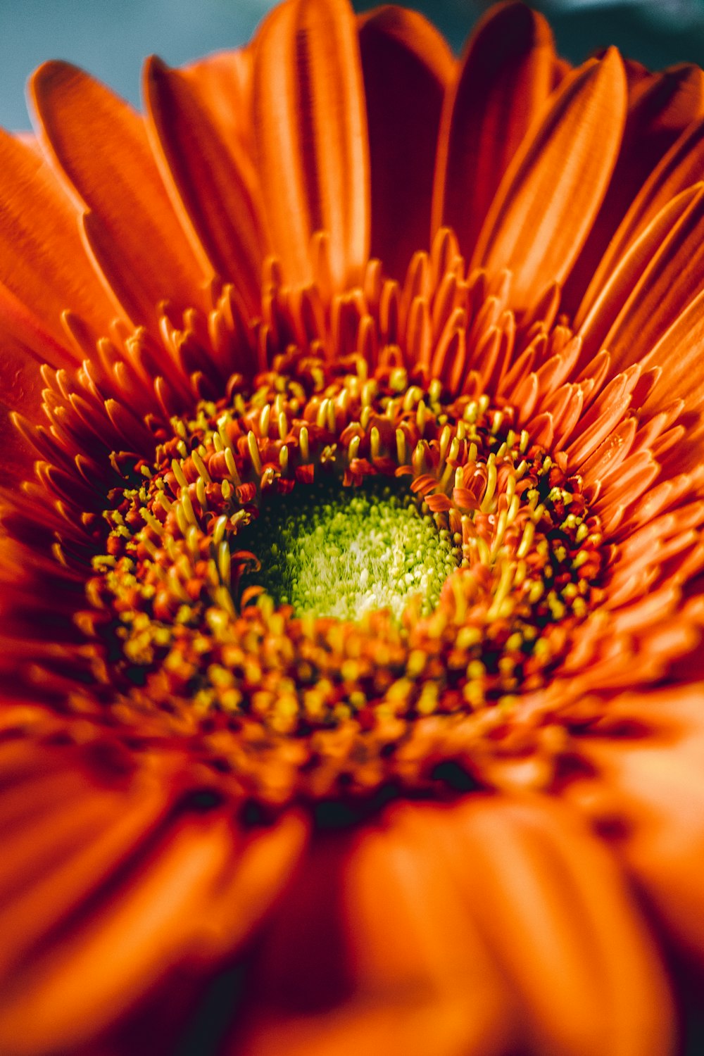 a close up of a bright orange flower