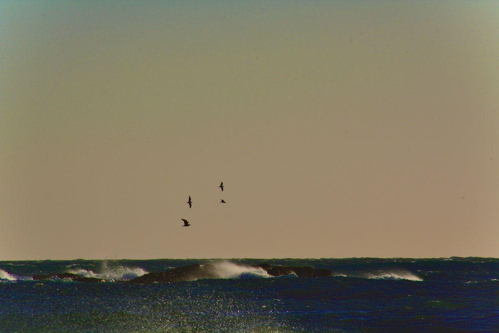 a group of birds flying over a large body of water