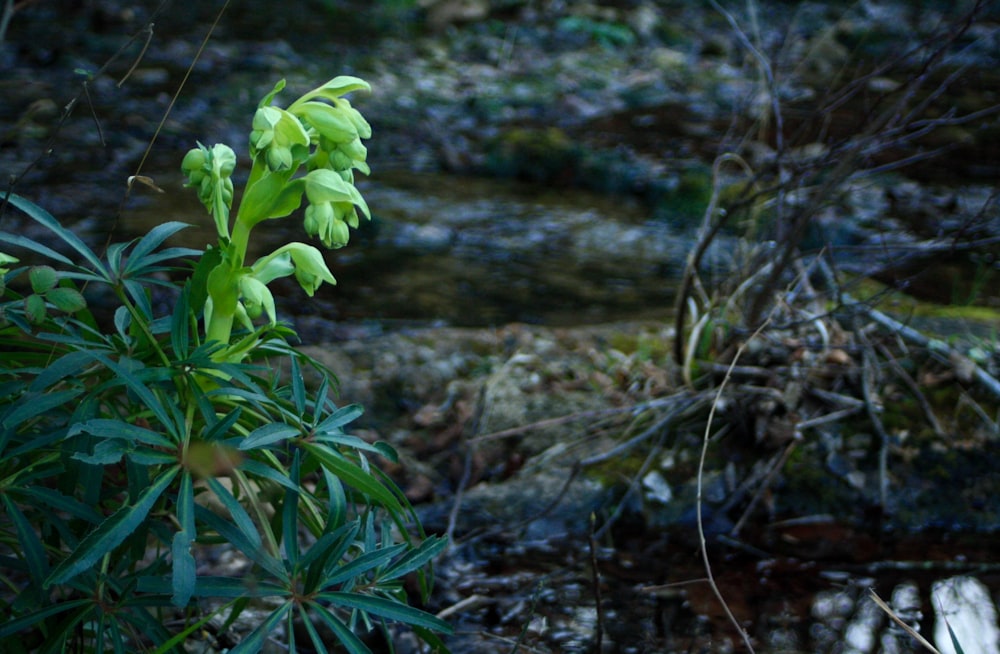 a green plant in the middle of a forest