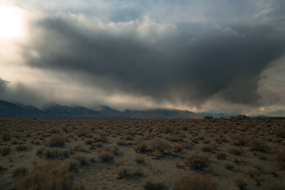 a field with a lot of grass and mountains in the background