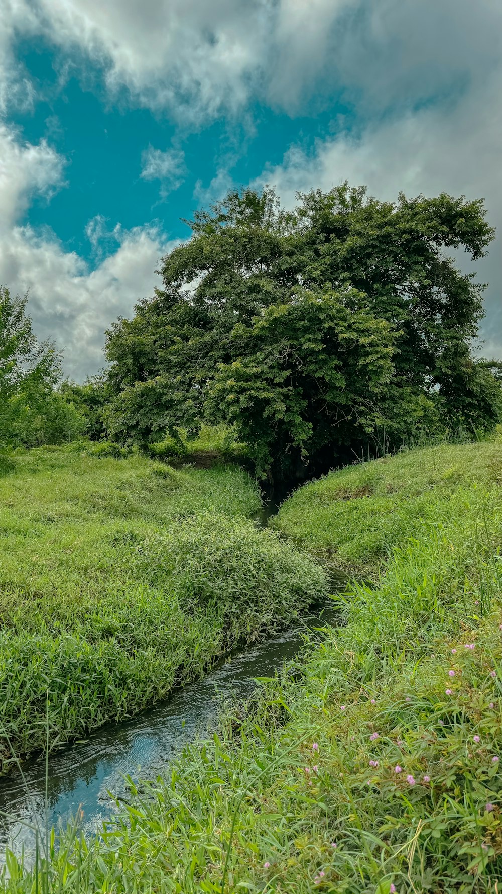 a small stream running through a lush green field