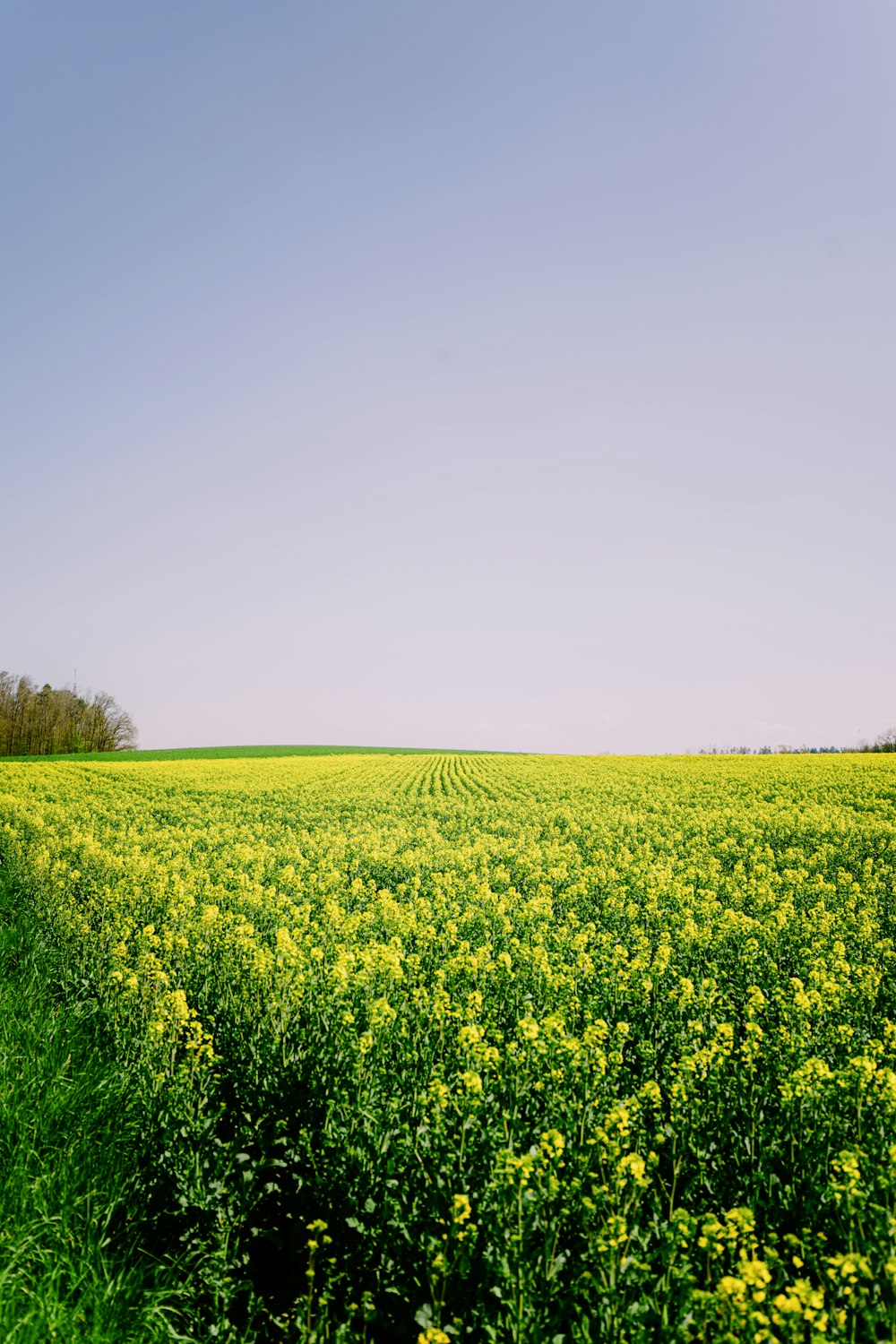 a large field of yellow flowers under a blue sky