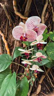 a close up of a flower on a plant
