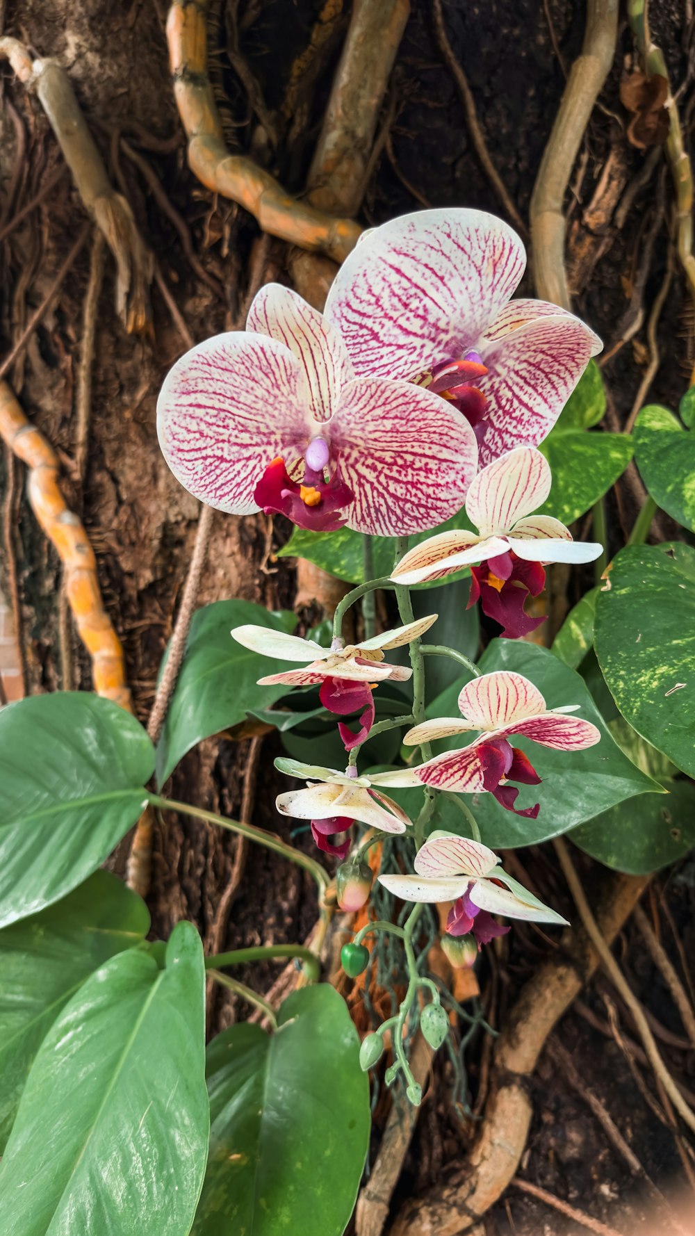 a close up of a flower on a plant