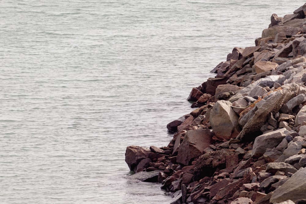 a bird standing on a rocky shore next to a body of water