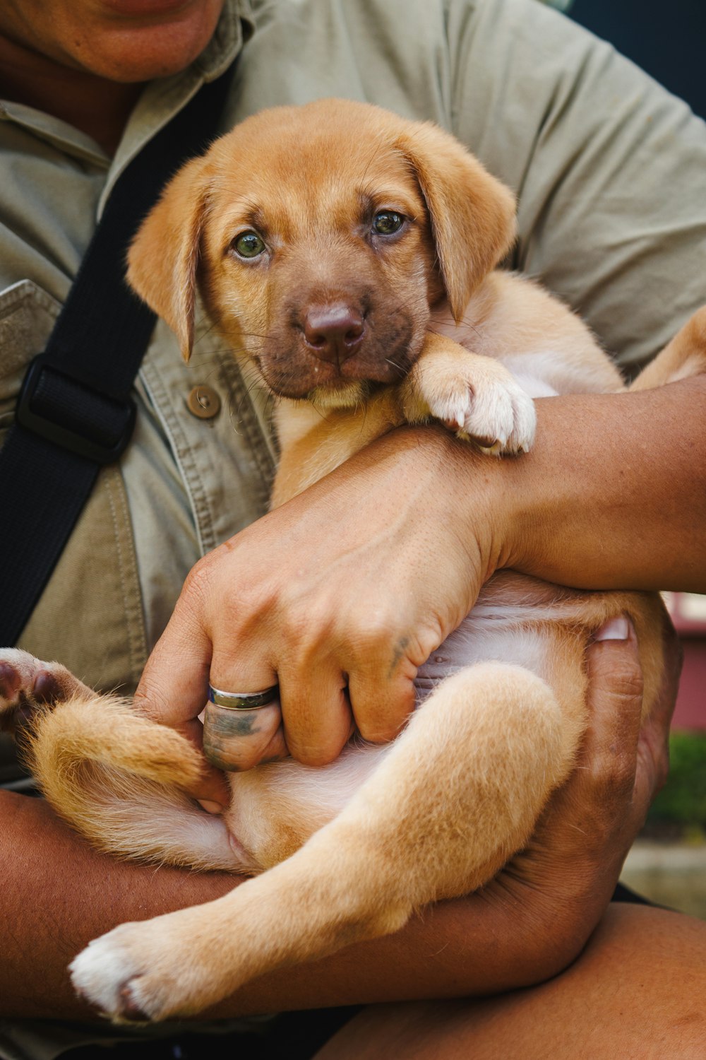 a man holding a puppy in his arms