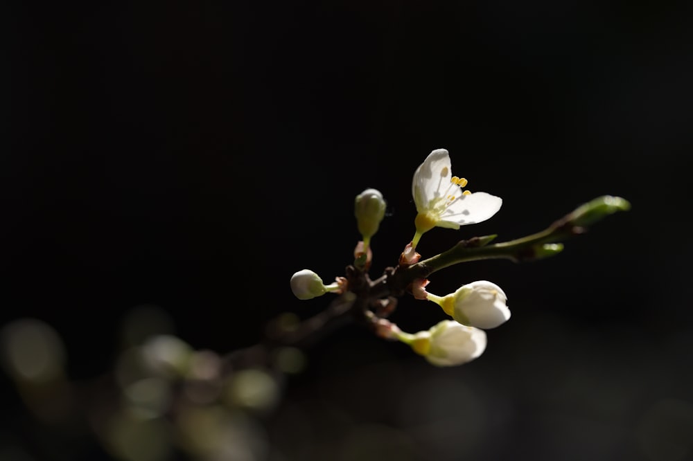 a close up of a flower on a tree branch