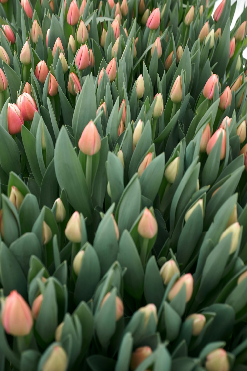 un primo piano di un mazzo di fiori rosa