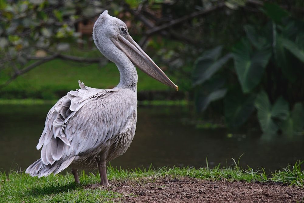 a large bird standing on top of a lush green field