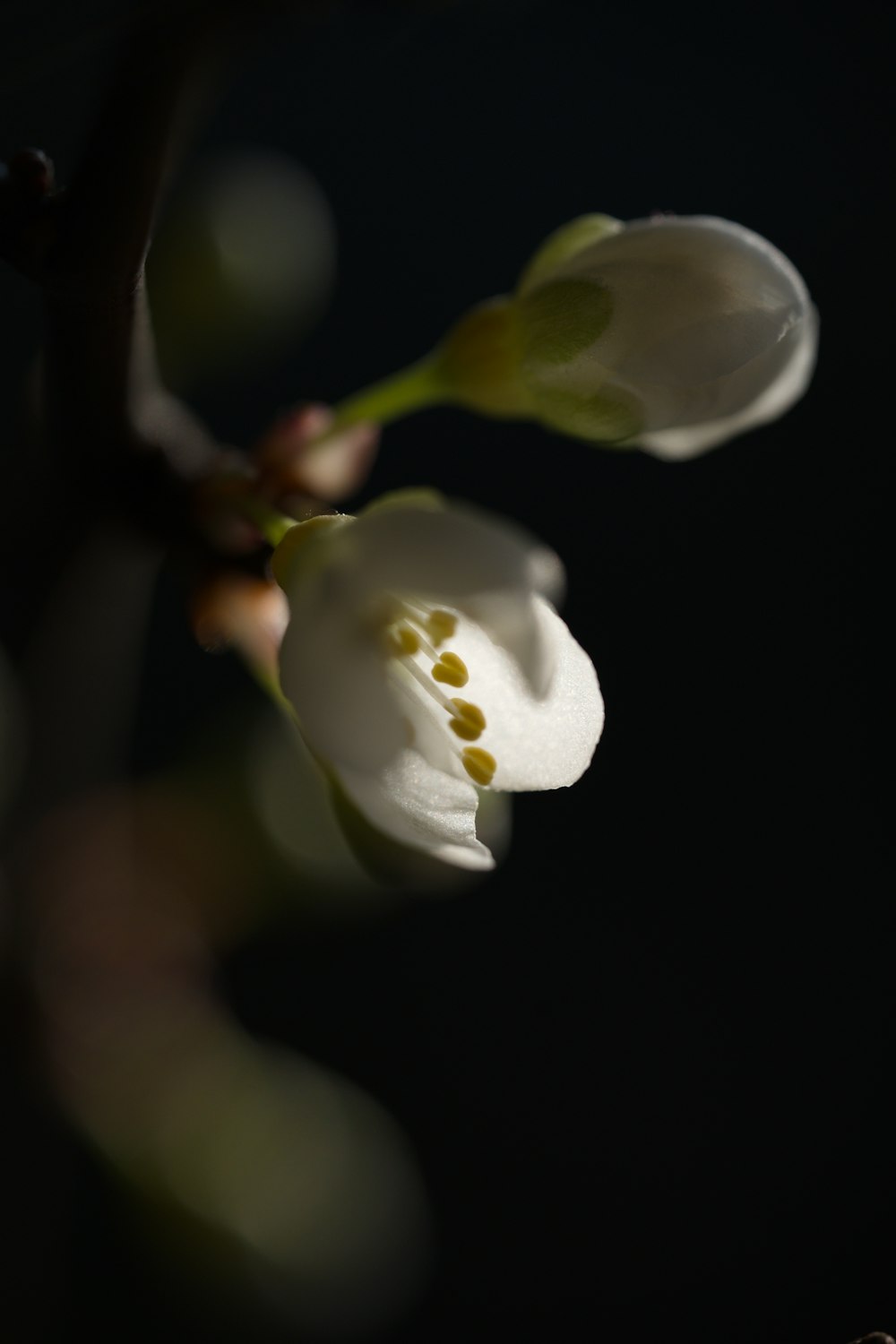 a close up of a flower on a tree