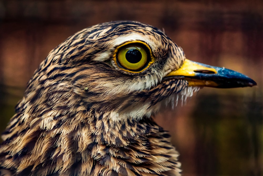 a close up of a bird with a blurry background