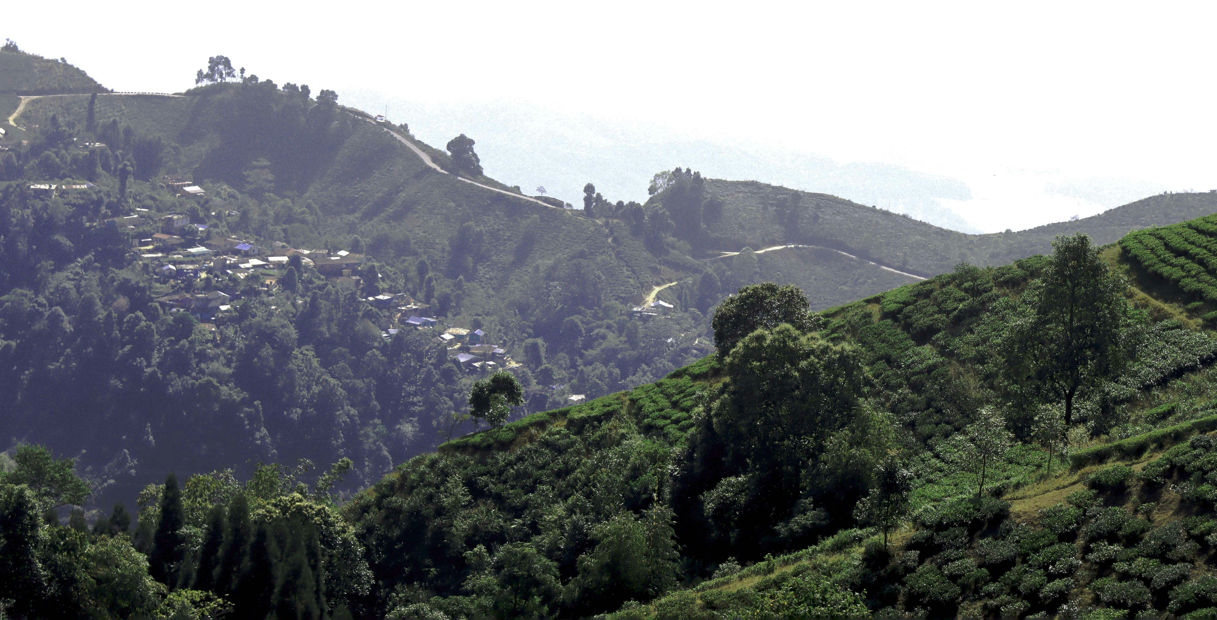 a lush green hillside covered in lots of trees