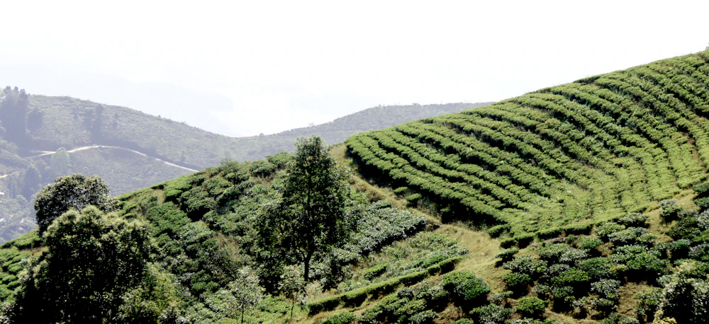 Green Darjeeling tea garden hills