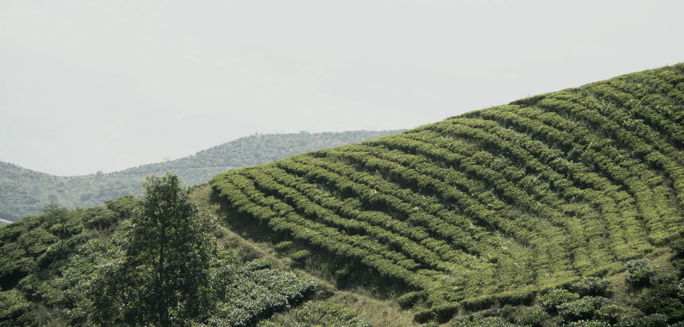 Three Jewels of the Eastern Himalaya
