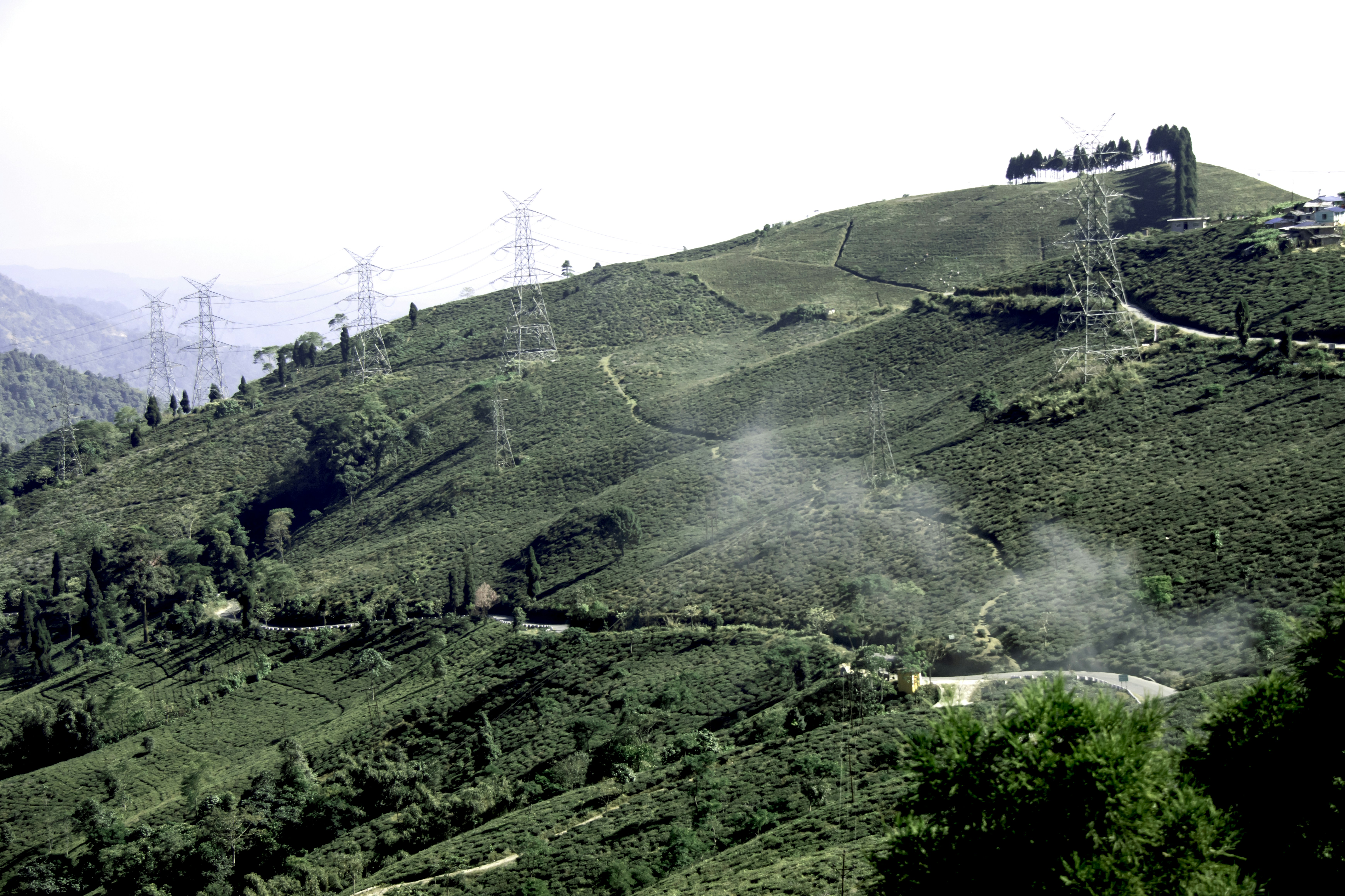 a lush green hillside covered in lots of trees