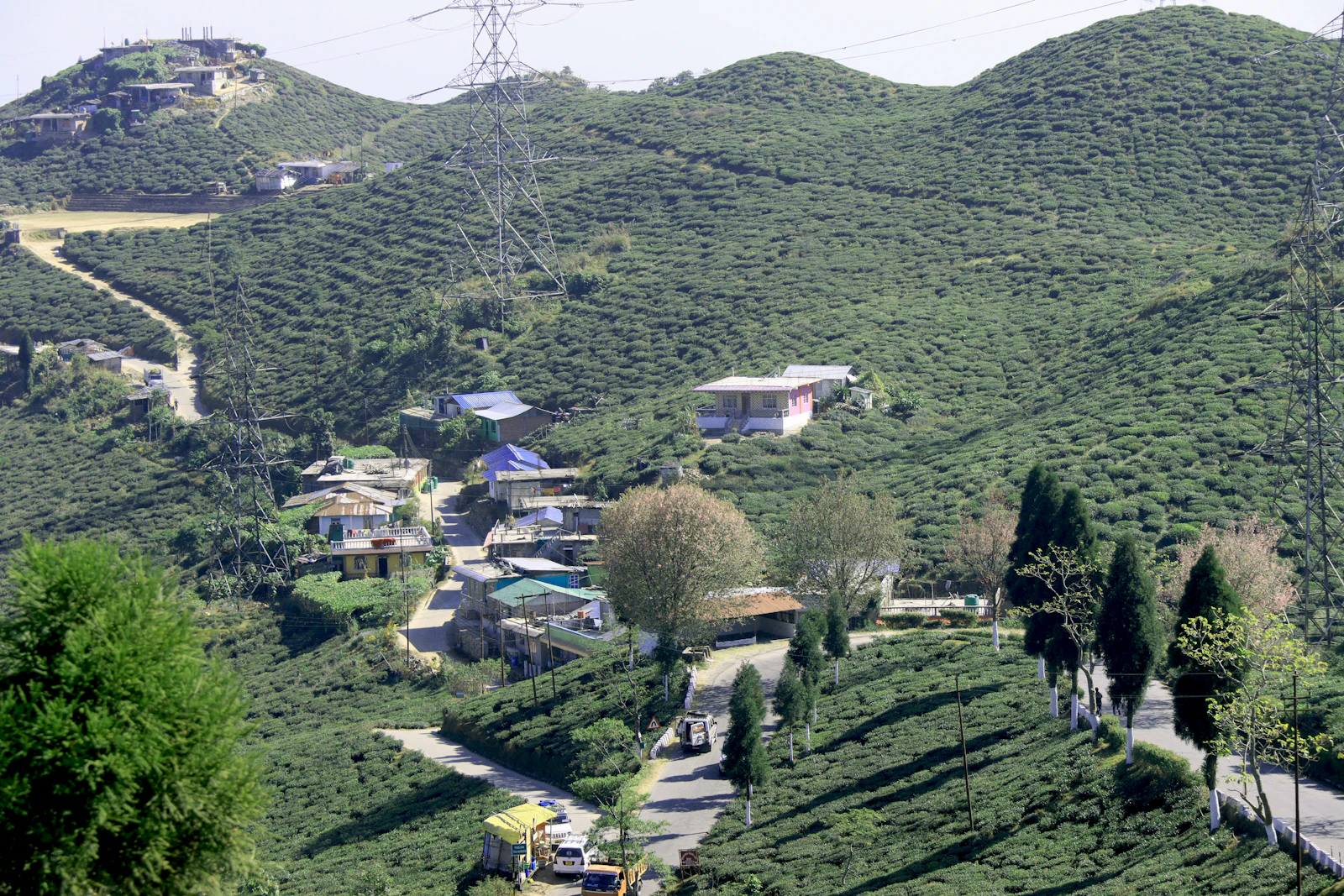 Green tea estates covering the Darjeeling hills around a small village, a lane winding down between the bushes