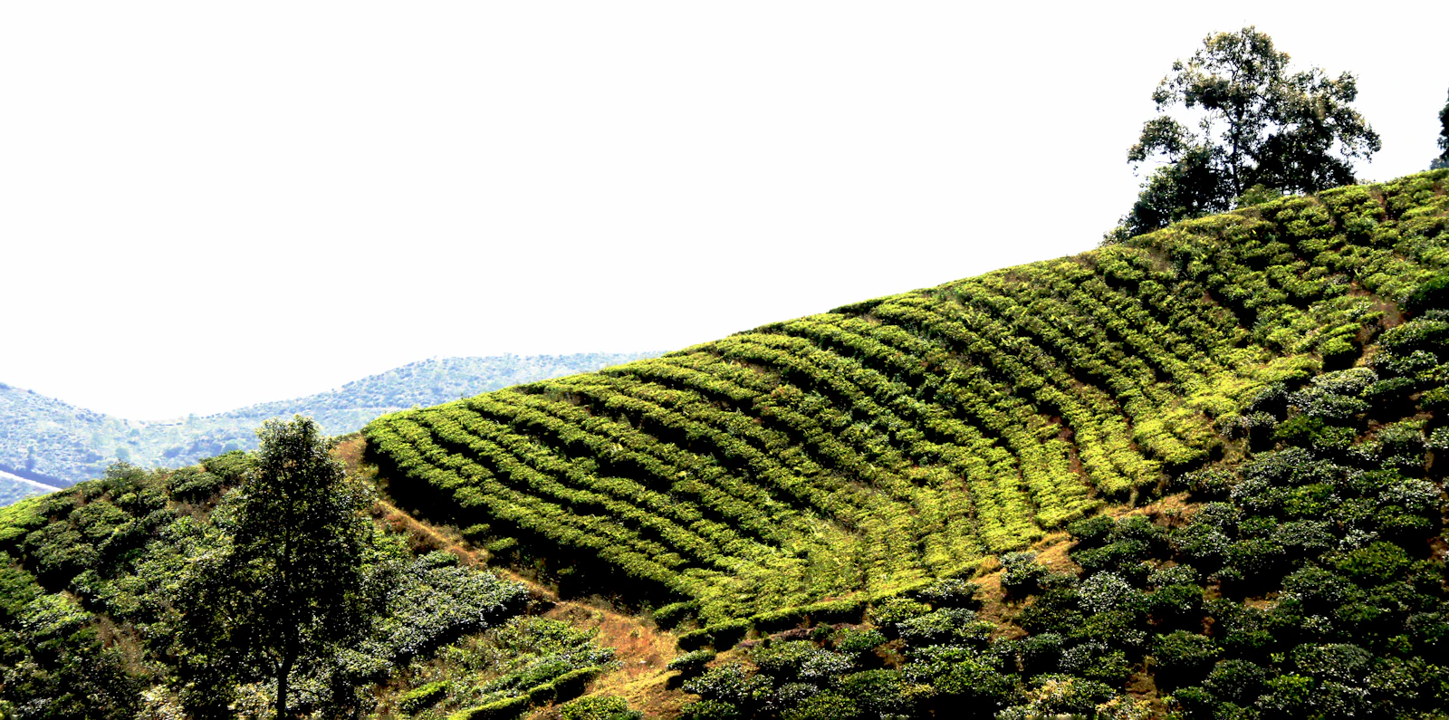 Rows of Darjeeling tea bushes curving over a sunlit hillside, a lone shade tree on the crest and blue ridges beyond