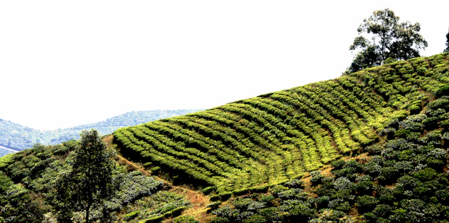 Darjeeling Family Itinerary: 5 Days of Classic Routes