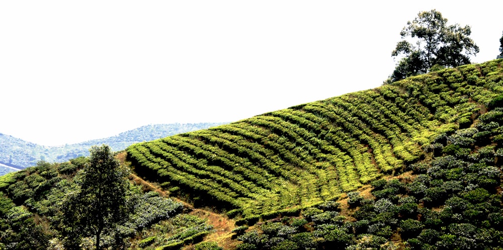 a hill covered in lots of green trees