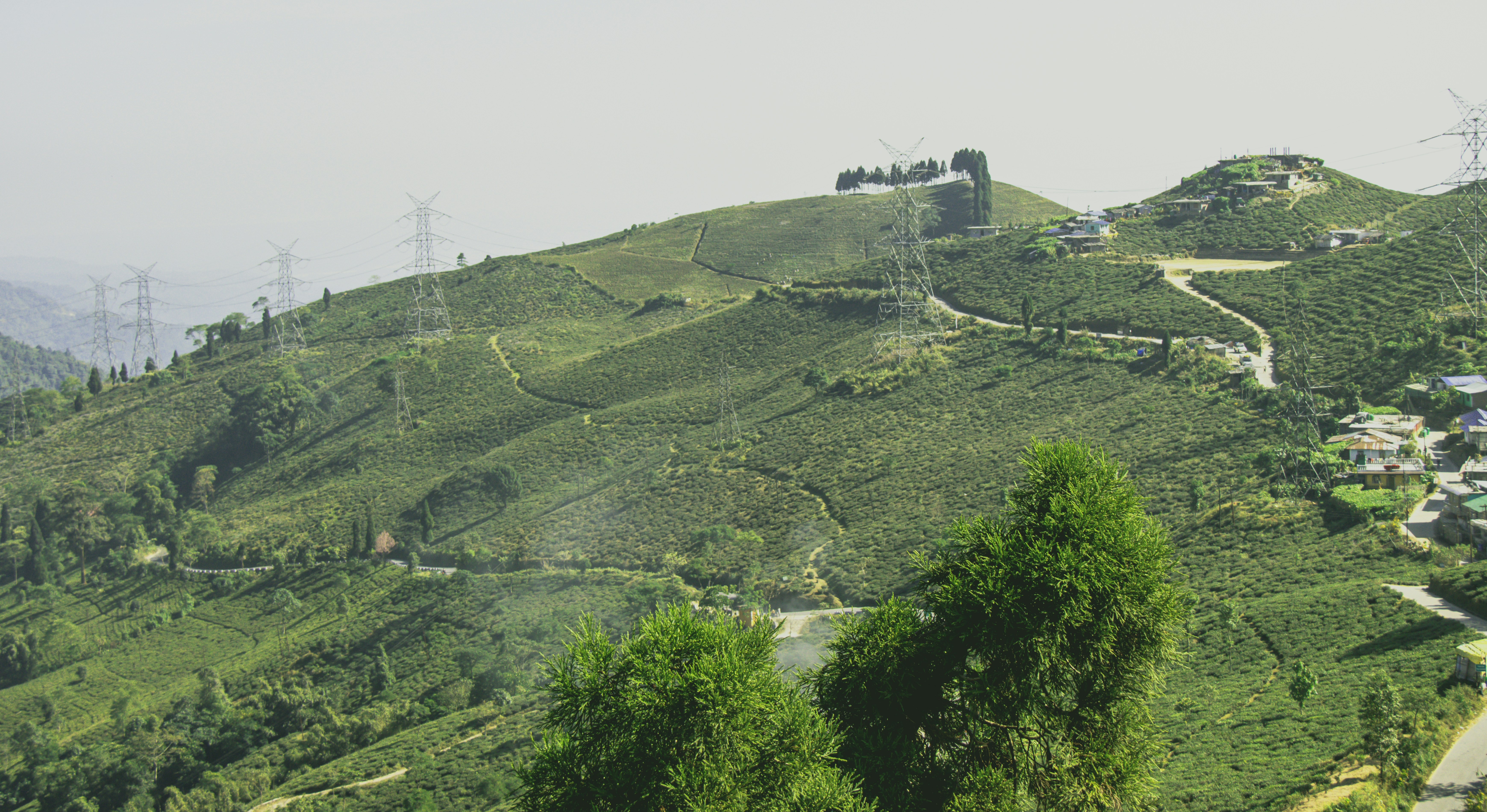 a lush green hillside covered in lots of trees