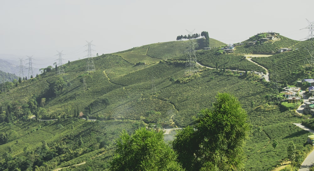 une colline verdoyante couverte de nombreux arbres