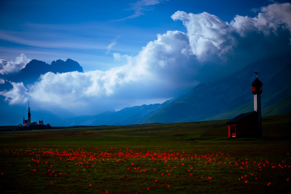 un campo de flores rojas con una iglesia al fondo
