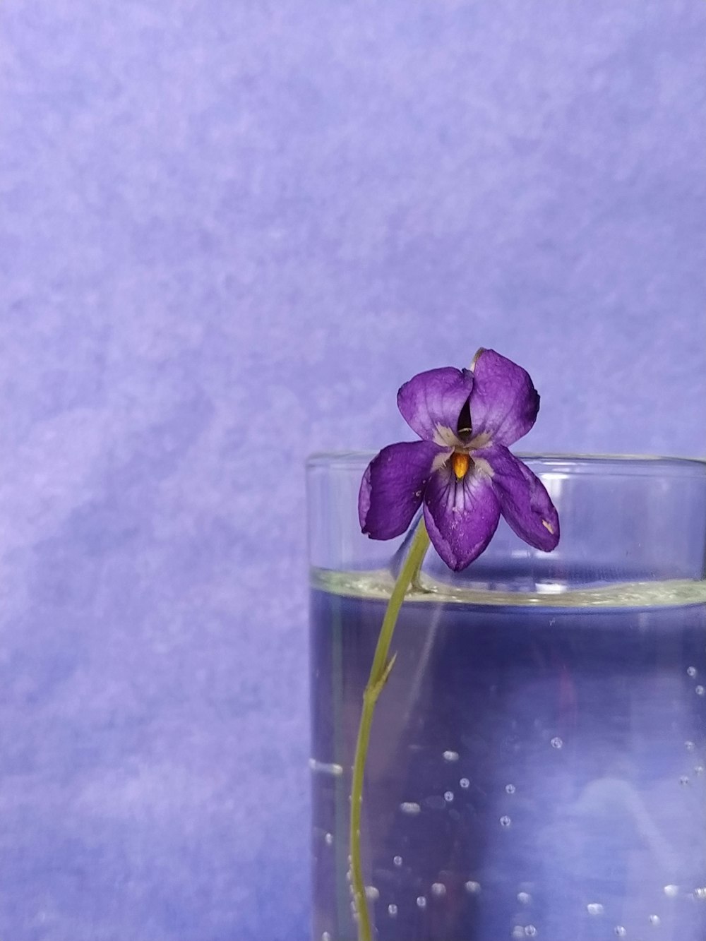 a purple flower in a glass of water
