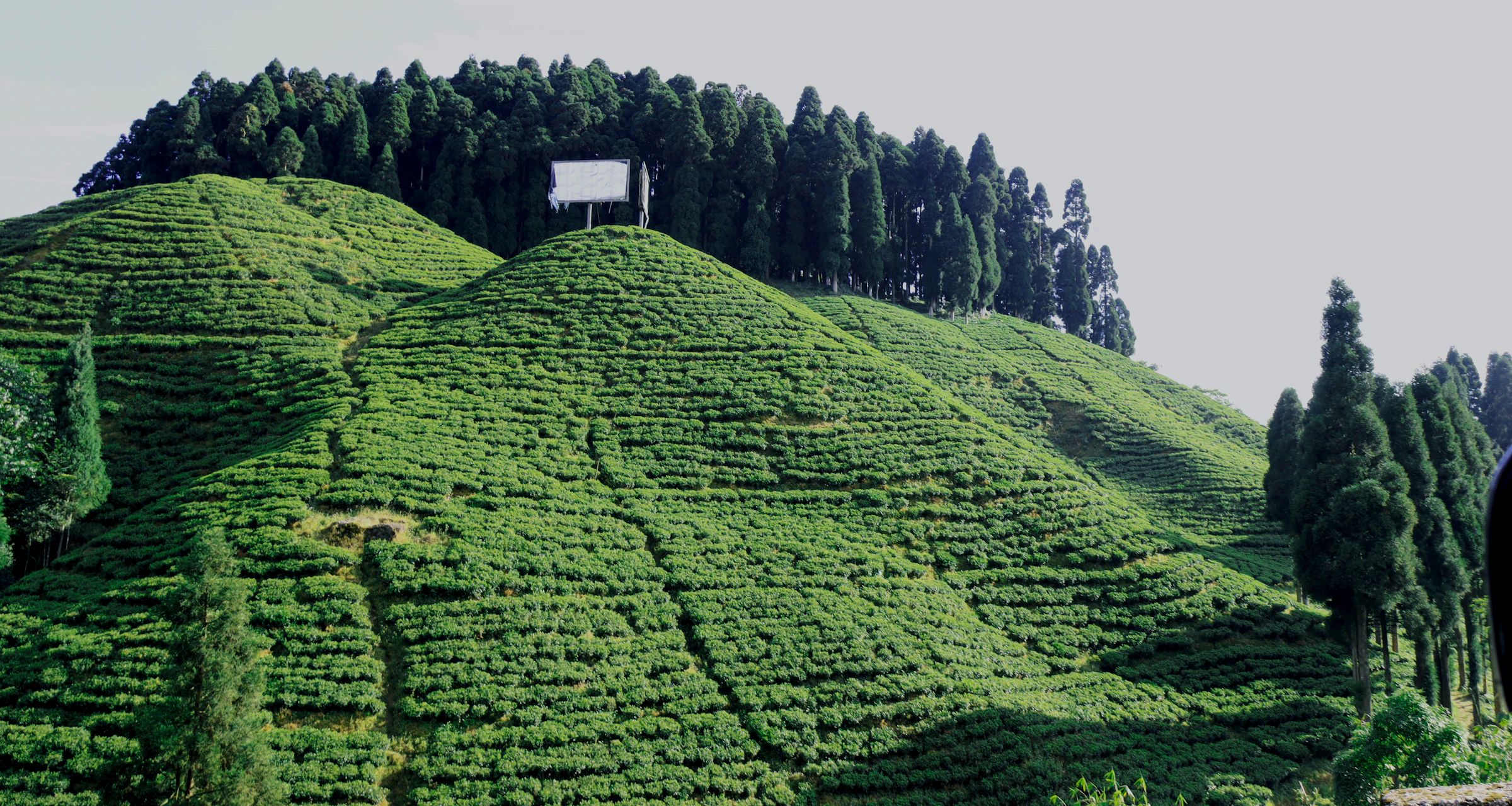 Rolling tea gardens on the slopes of Darjeeling